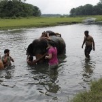mit Elefanten baden