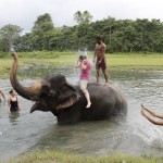 mit Elefanten baden