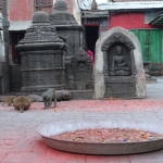 Die Affen sind los ... Swayambhunath